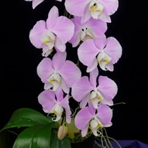 Phalaenopsis sanderiana 'Wilson #304'