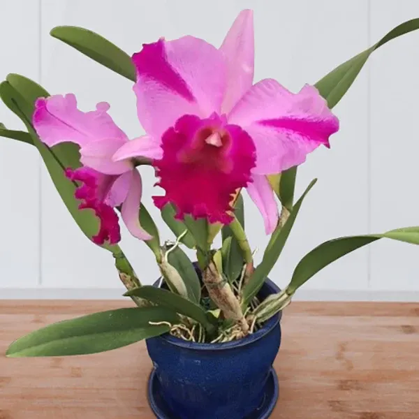 Rhyncholaeliocattleya Orchid Jennifer Off ‘Joan’ HCC/ AOS
