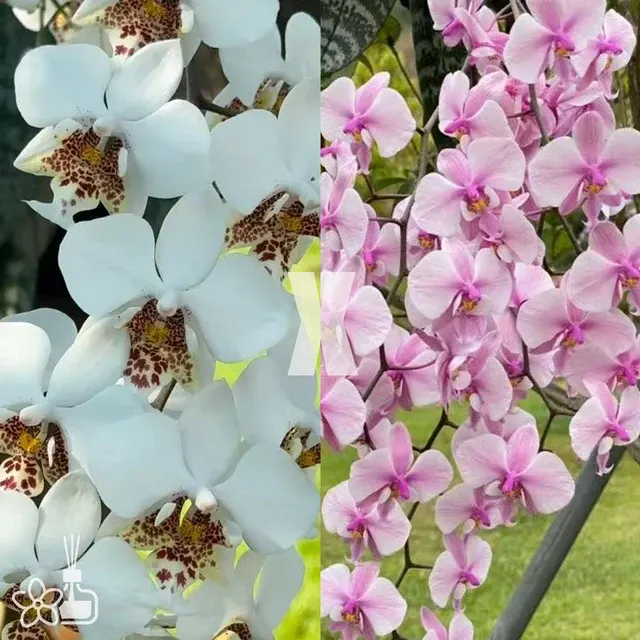 Phalaenopsis stuartiana 'Snow' x schilleriana 'Veinred Red Bunny'