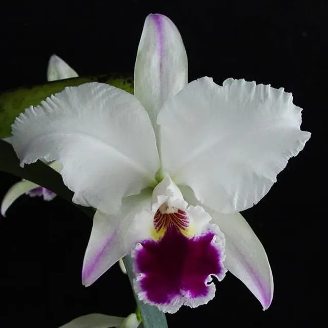 Cattleya labiata var semi alba flammea x var coerulea 'September Mist'