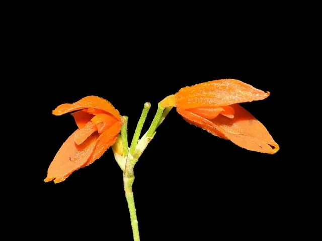 Specklinia glandulosa (Specklinia)