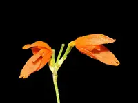 Specklinia glandulosa
