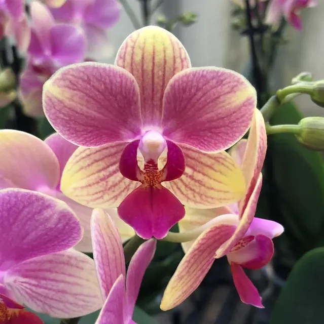 Phalaenopsis B21