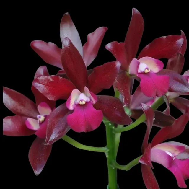 Cattleya Cattlianthe Sagarik Wax 'African Beauty'