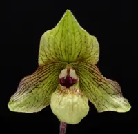 Paphiopedilum JADE DRAGON (malipoense x fairrieanum)