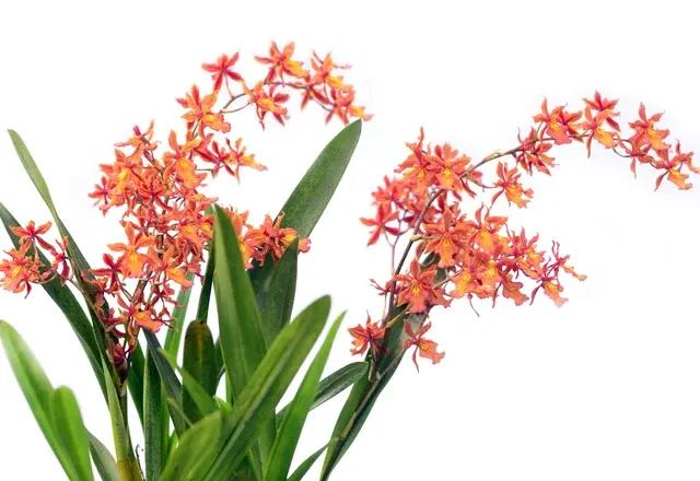 Oncidium Camilita Portilla