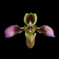 [Bare-root] Paph. hirsutissimum xsib 帶葉兜蘭 [2.8 BS][July in stock]