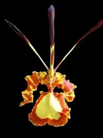 Psychopsis Mendenhall ‘Hildos’ FCC/AOS (3.5” pot)