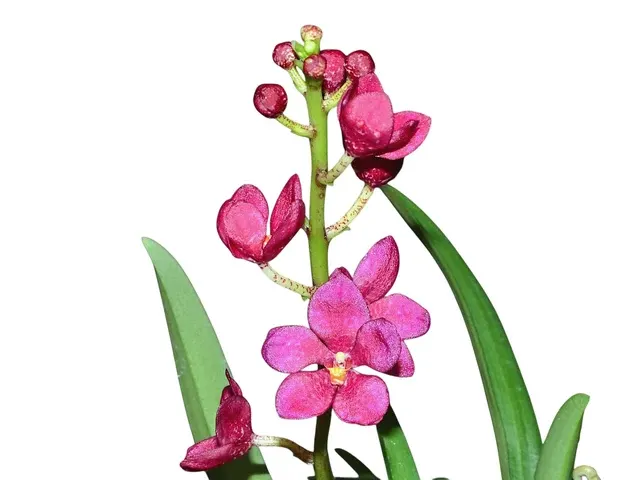 Sarcochilus Newbold Alta (Sarcochilus)