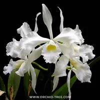 Cattleya purpurata var. alba Orchid Plant - BS