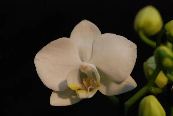 Doritaenopsis MANTA