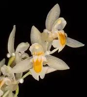 Chelonistele sulphurea