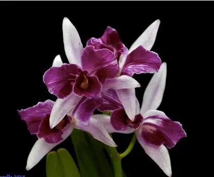 Cattleya purpurata var trilabella