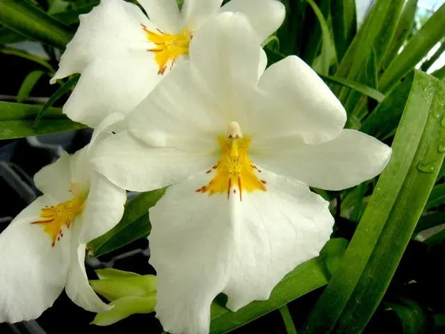 Miltoniopsis Sunglow 'Amazing' (Miltoniopsis)