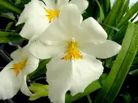 Miltoniopsis Sunglow ‘Amazing’ Orchid Easy to grow, White flowers, Fragrant From Hawaii