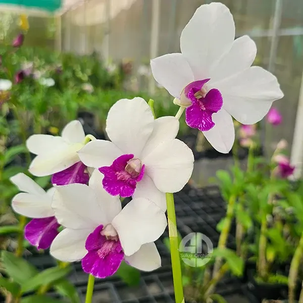 Dendrobium Madama Vipa 'Charming White'