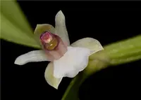 Scaphyglottis prolifera