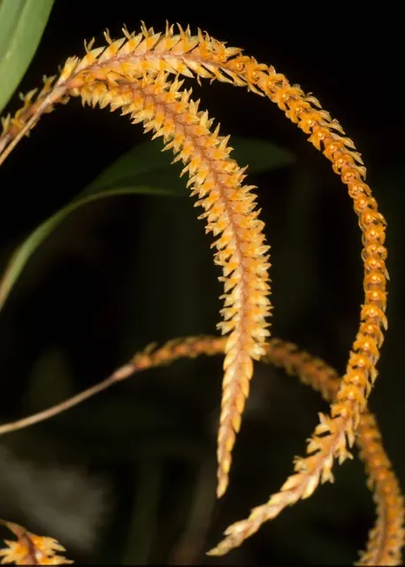 Dendrochilum pulcherrimum (Dendrochilum)