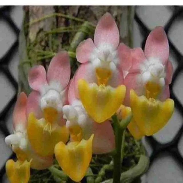 Phalaenopsis lobbii var 'Pink' (Phalaenopsis)