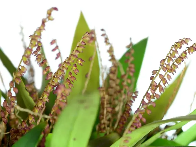 Pleurothallis divaricans (Pleurothallis)