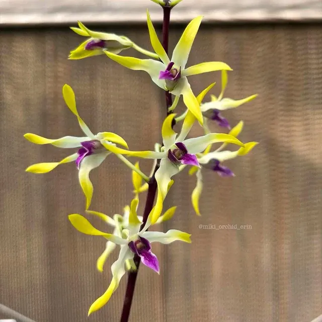 Dendrobium Muyi Pearl Parfumat