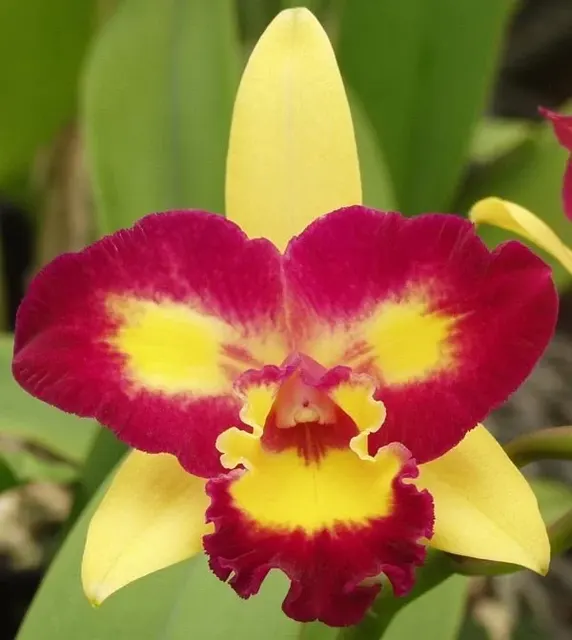 Cattleya Ric. Shin Shiang Diamond '#1'