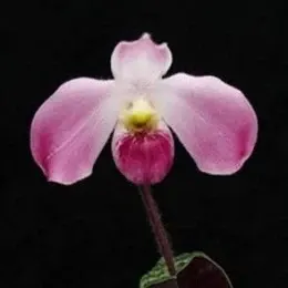 Paphiopedilium vietnamense sp (Paphiopedilum)