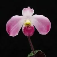 Paphiopedilium vietnamense sp.