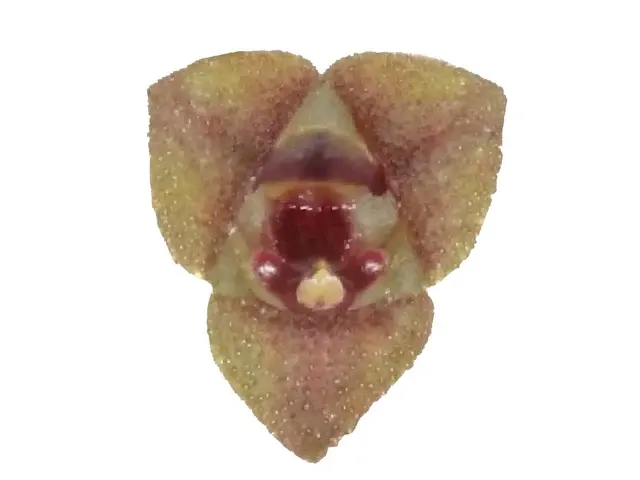 Stelis hirtzii (Stelis)