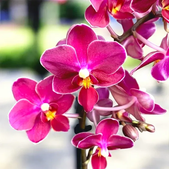 Phalaenopsis Sogo Perfume