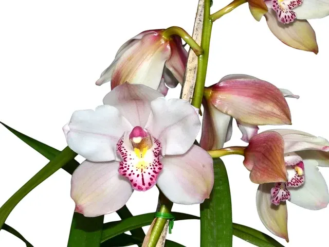 Cymbidium Blanco Labelo Rosado Pecoso H00197 (Cymbidium)