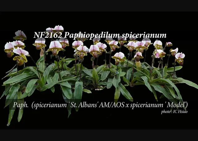 Paphiopedilum spicerianum 'Note: Robust Grower' (Paphiopedilum)