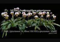 Paph. spicerianum 'Note: Robust Grower ' (spicerianum ' St. Albans' AM/AOS x spicerianum ' Model')