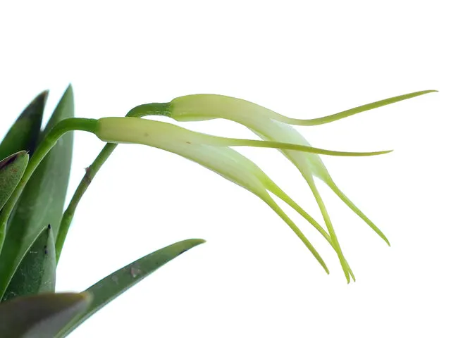 Masdevallia tubulosa (Masdevallia)