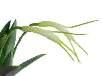 Masdevallia tubulosa