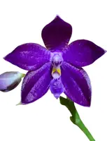 Phalaenopsis YANG YANG BLUE DRAGONFLY 'Prince' (Yang Yang Blueberry x leuddemanniana fma coerulea)
