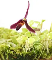 Bulbophyllum alkmaarense