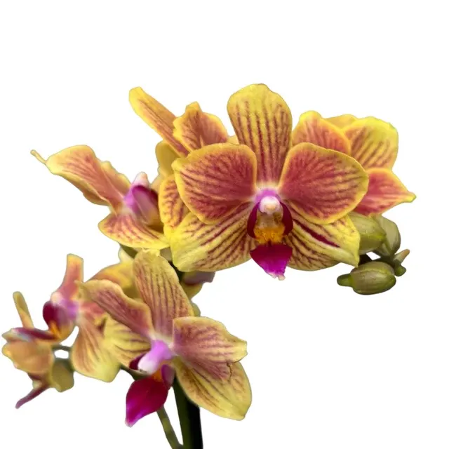 Phalaenopsis Indy