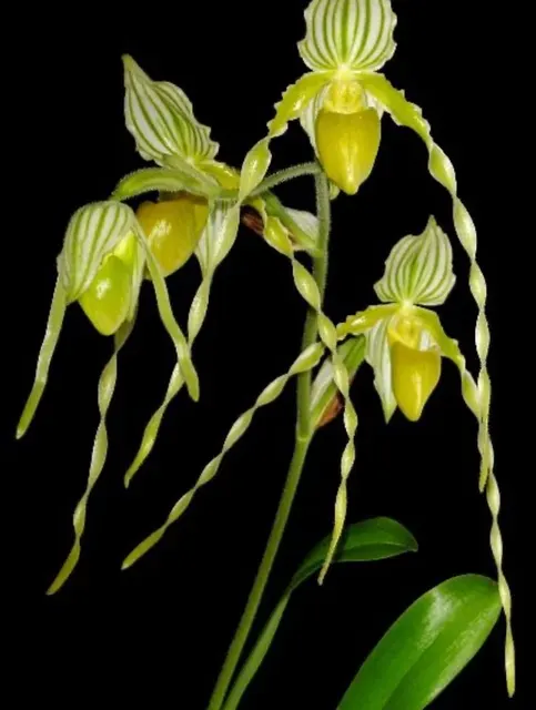 Paphiopedilum philippinense forma album (Paphiopedilum)