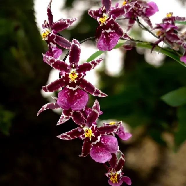 Oncidium Holm’s Wizard - Purple - Intens Parfumat! (Oncidium)