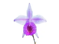 Arundina graminifolia
