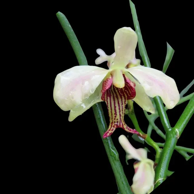 Vanda Papilisia Taiwaniana (Vanda)