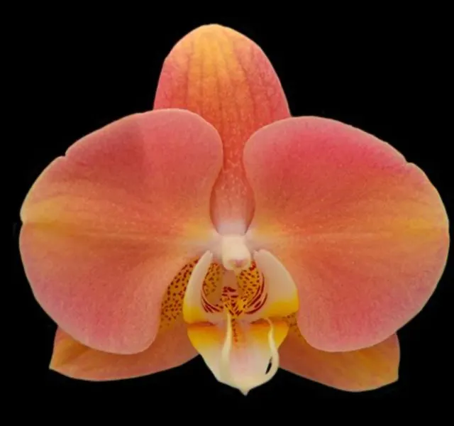 Phalaenopsis Harck Marigold