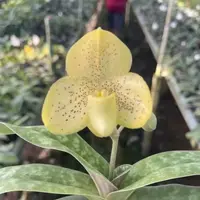 Paphiopedilum concolor (N2026)