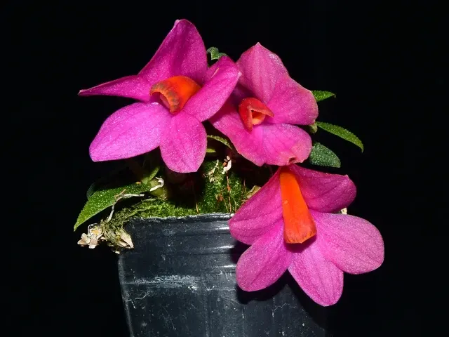 Dendrobium Swiss Mountain Palace (Dendrobium)