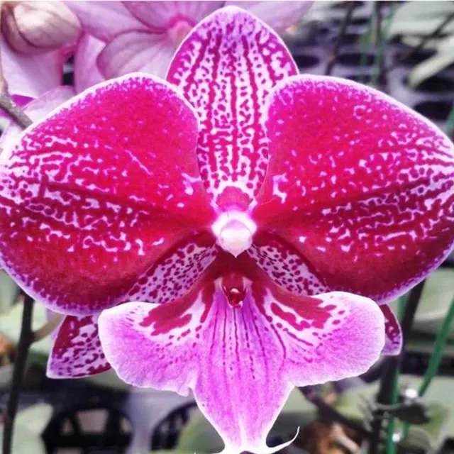 Phalaenopsis Younghome Dreamilk (Phalaenopsis)