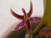 Bulbophyllum patens
