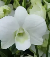 Dendrobium Burana White Orchid Comes in 4" Pot