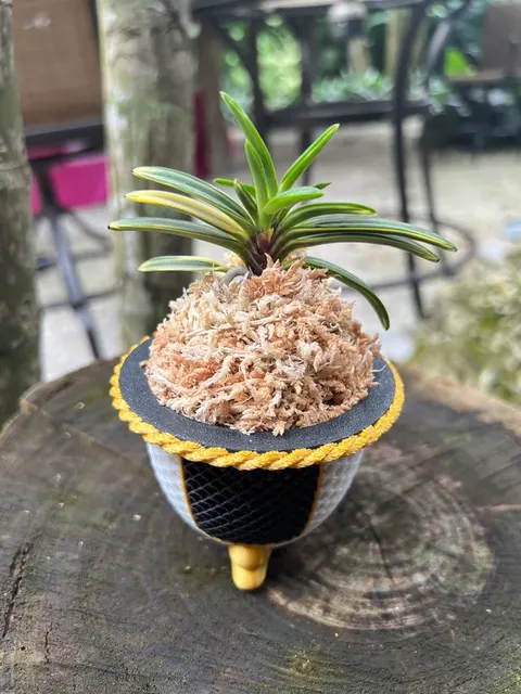 Neofinetia falcata 'Hayabusa' (Neofinetia)