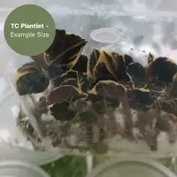 Anoectochillus Black Swan Aurea (TC Plantlet) - Preorder
